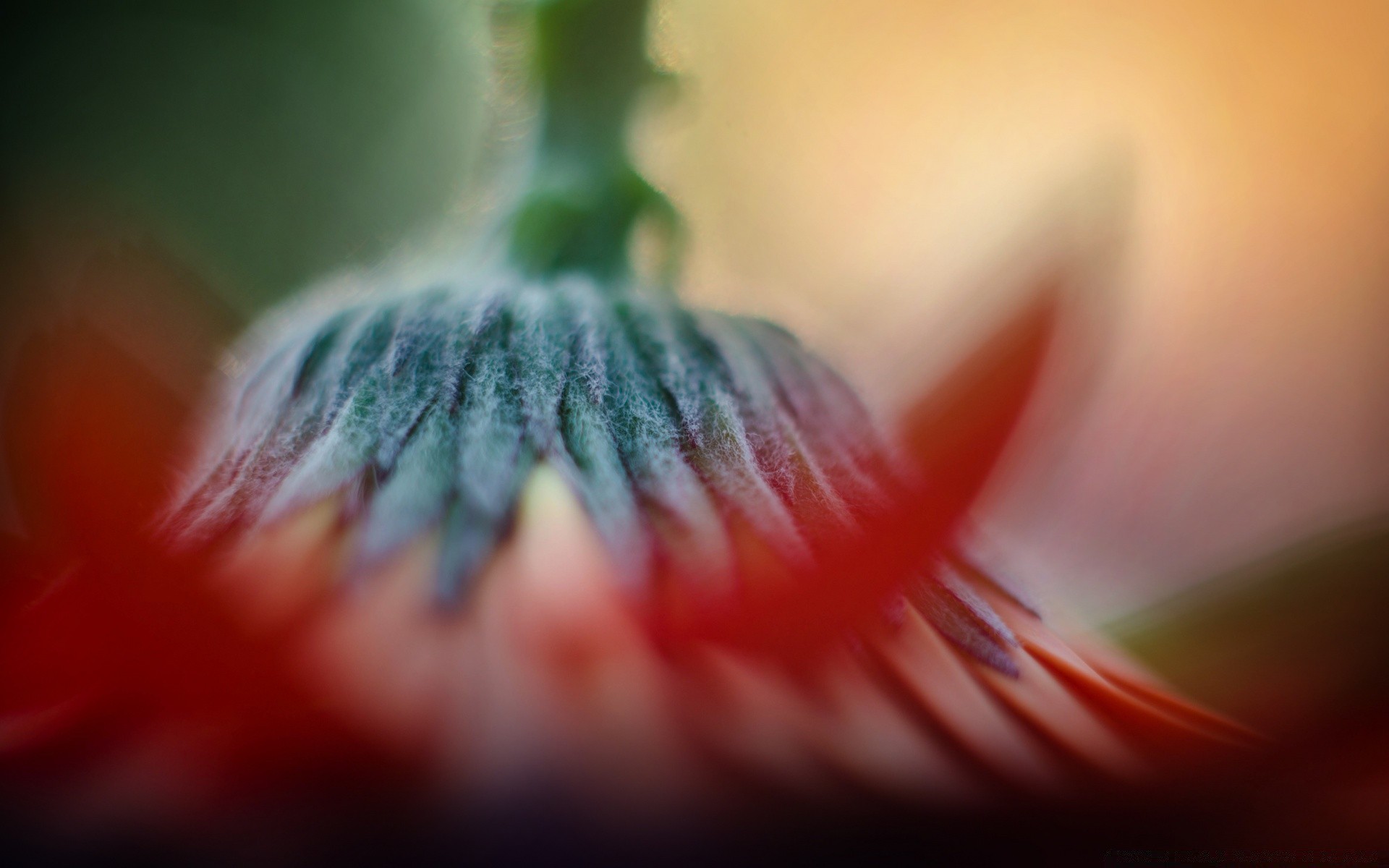 macro blur color flower nature food fruit still life apple abstract tulip garden