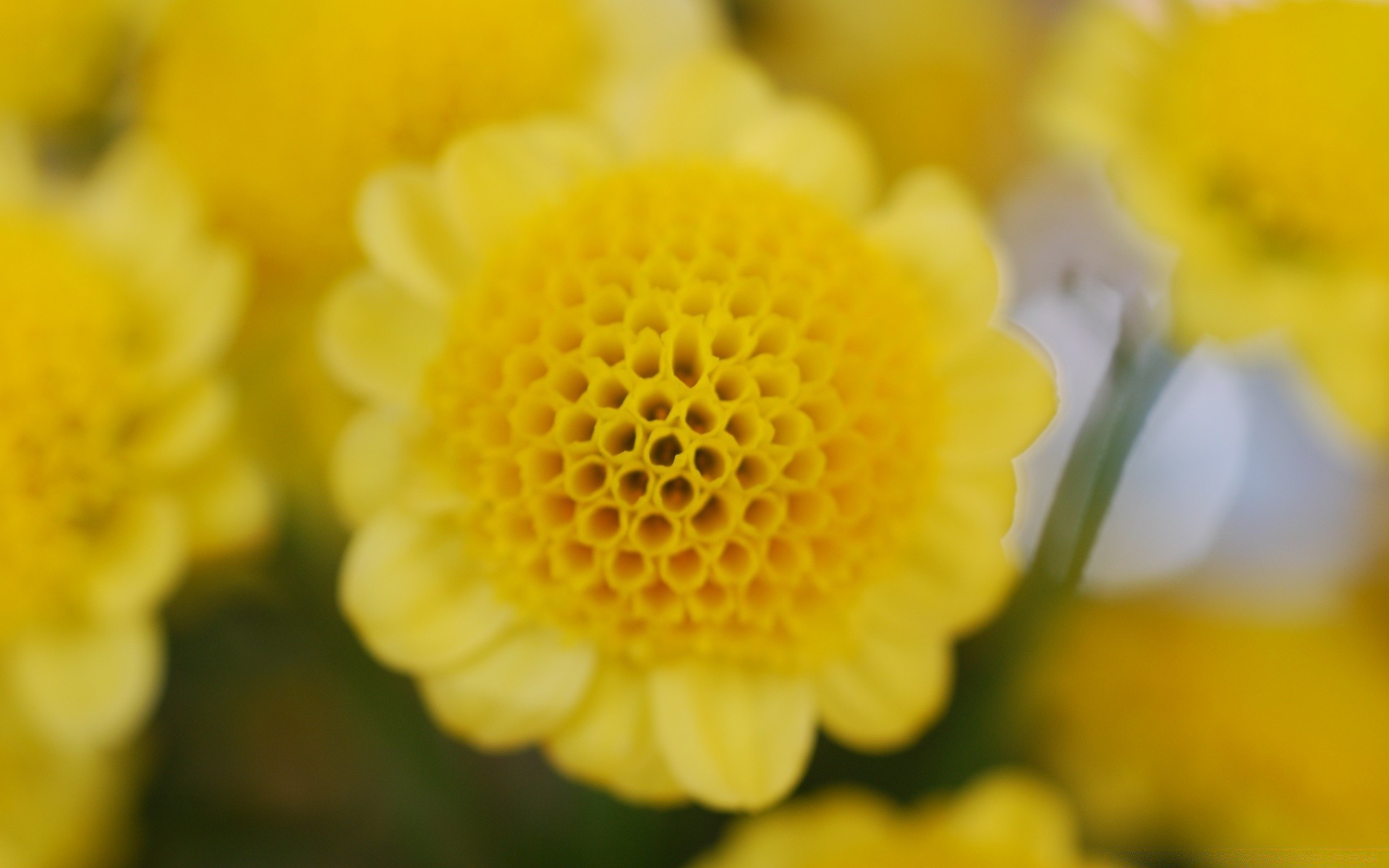 macro nature flower flora summer bright color floral leaf garden petal blooming growth close-up season beautiful field hayfield bouquet