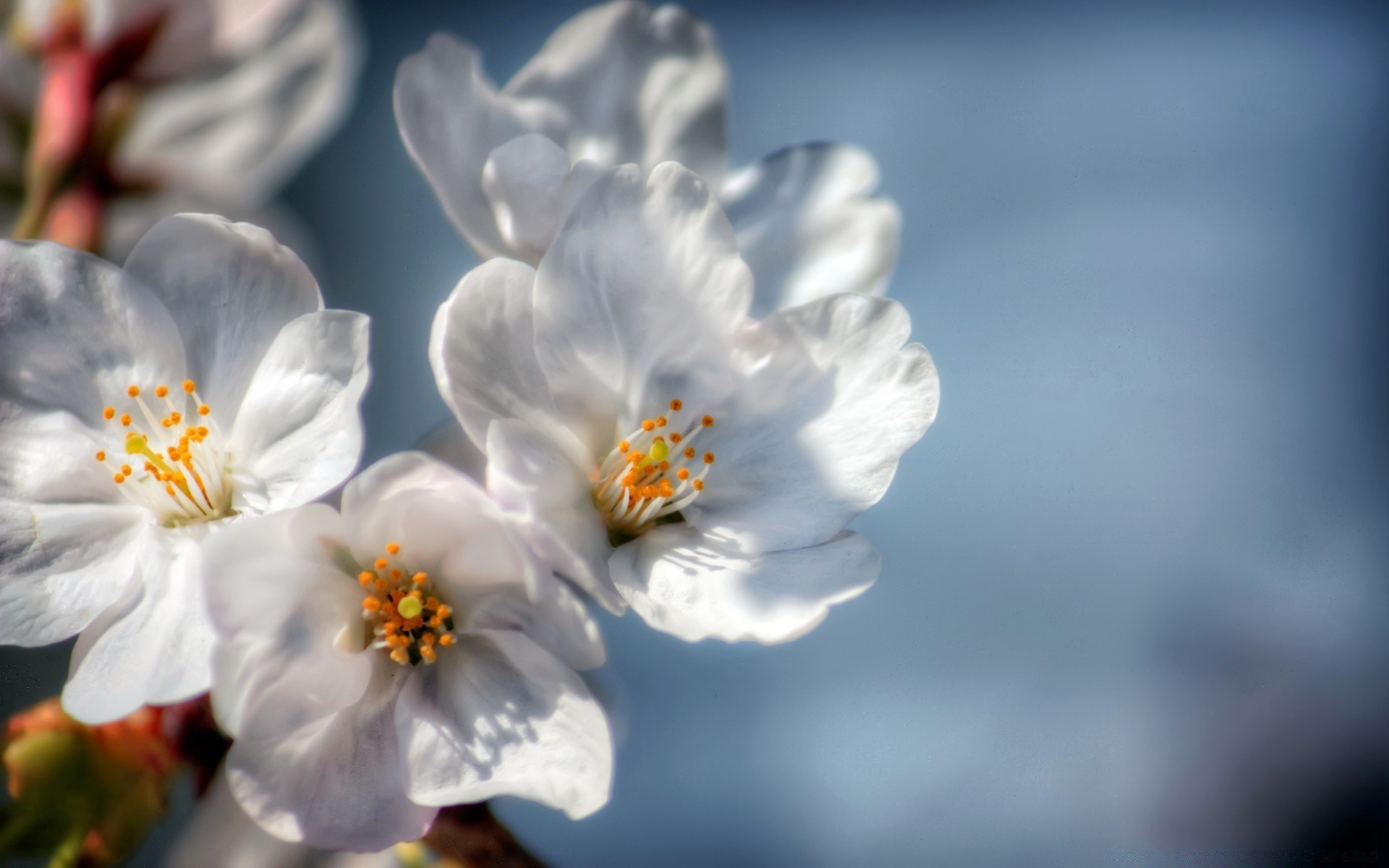 macro flower nature flora petal leaf garden growth blooming blur summer