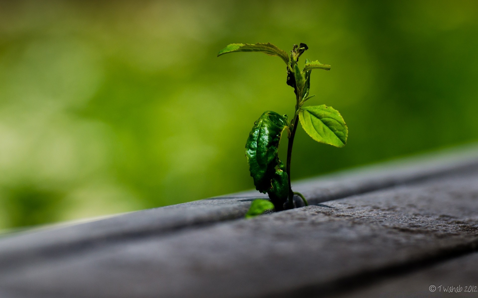 makro fotoğrafçılığı yaprak doğa yağmur bulanıklık açık havada bahçe flora dof