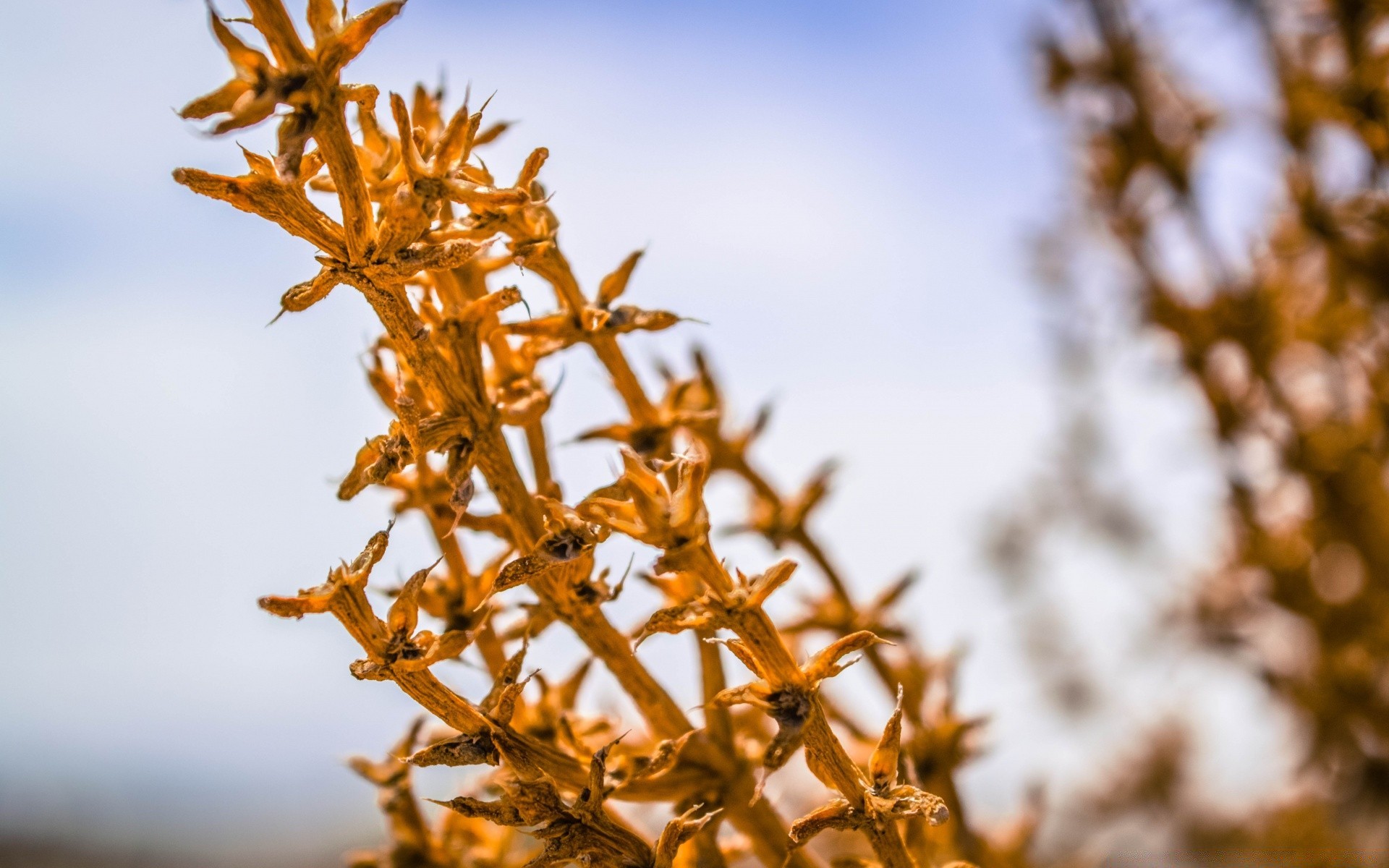 macro natura all aperto fiore sfocatura flora foglia albero