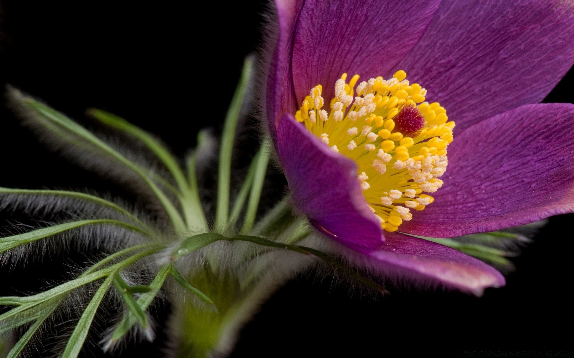 macro fleur nature couleur flore