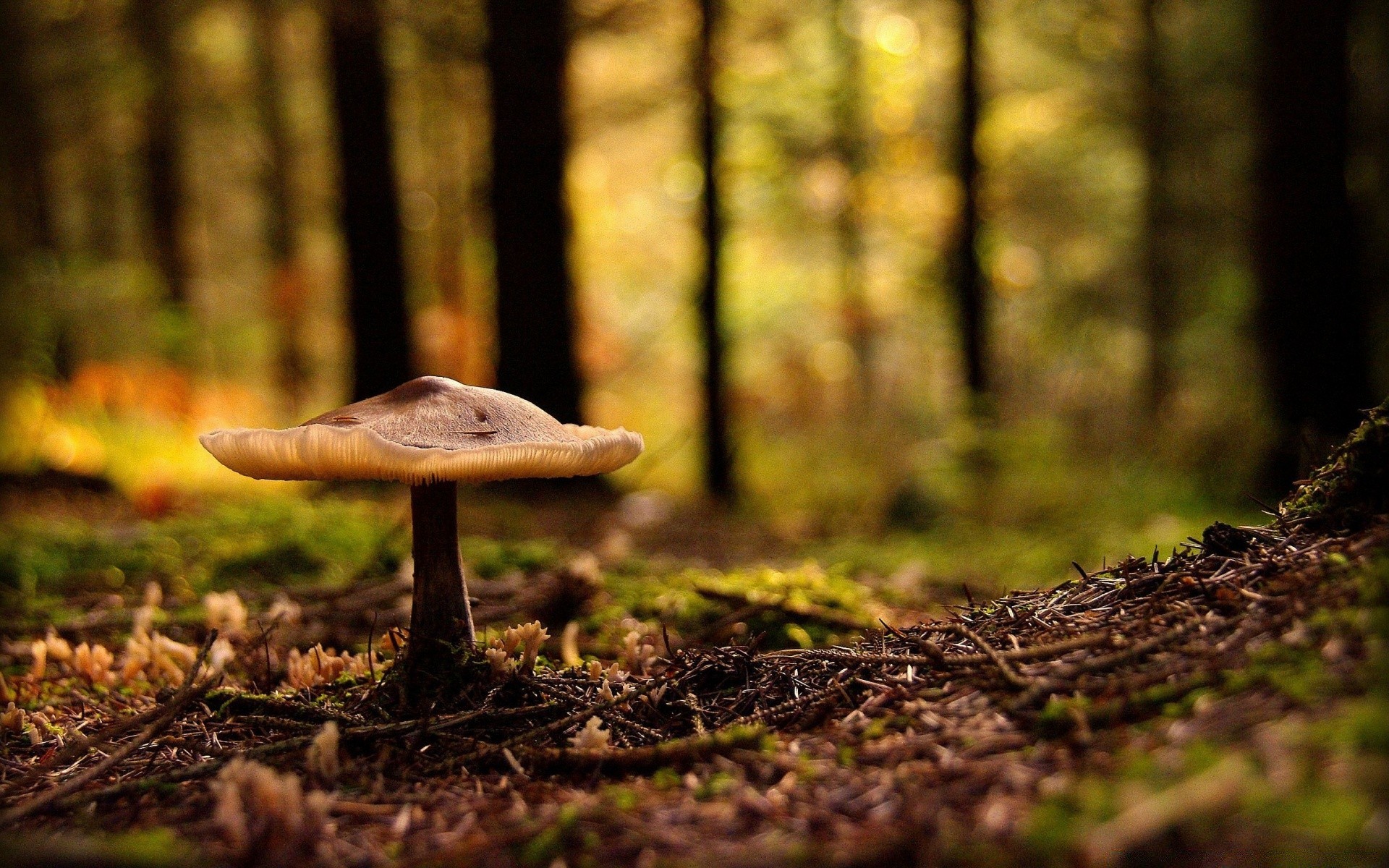 macro di legno autunno fungo fungo natura muschio albero foglia erba all aperto parco stagione flora crescita paesaggio