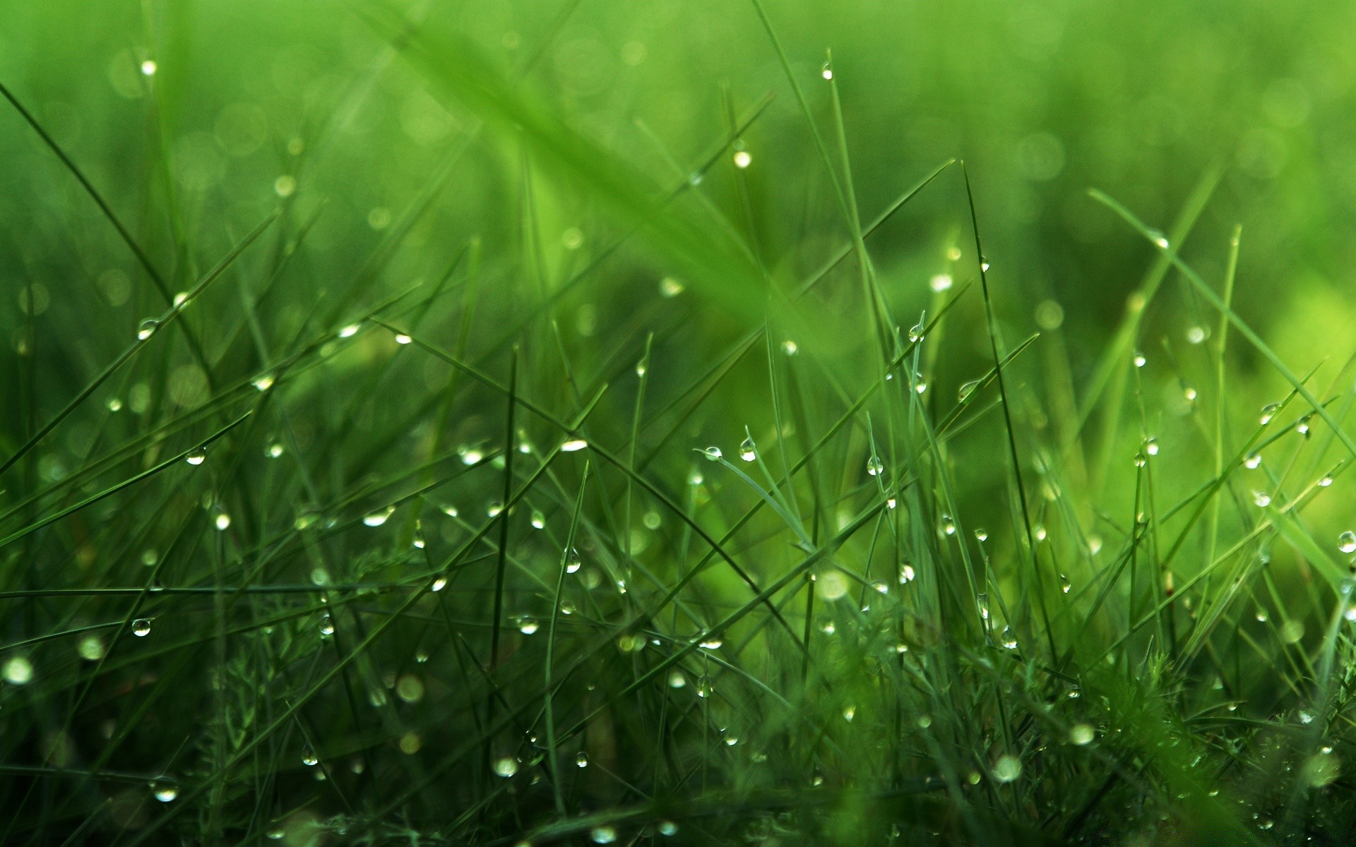 macro grass dew lawn rain leaf flora drop lush garden growth nature dawn blade hayfield summer raindrop environment droplet field freshness