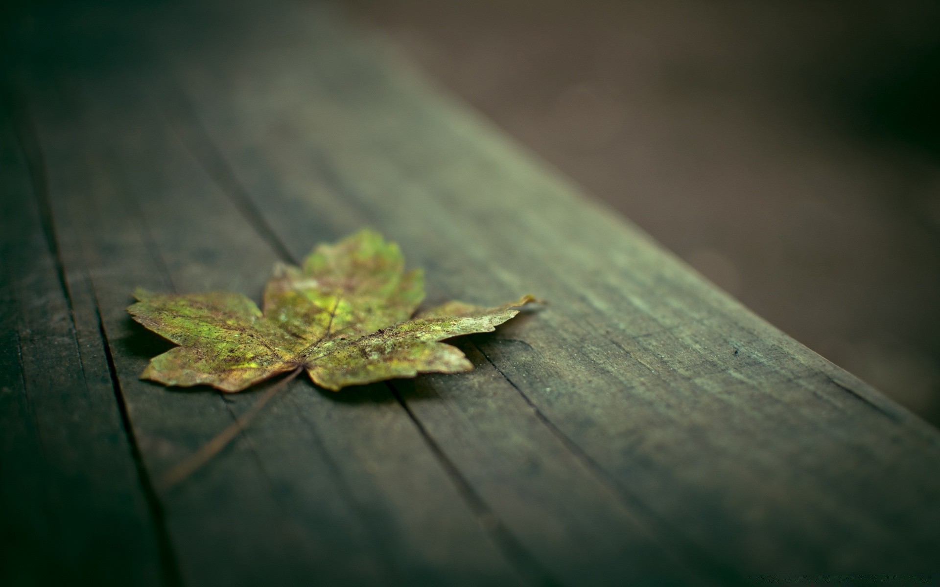 macro leaf nature fall insect blur outdoors wood wildlife invertebrate summer