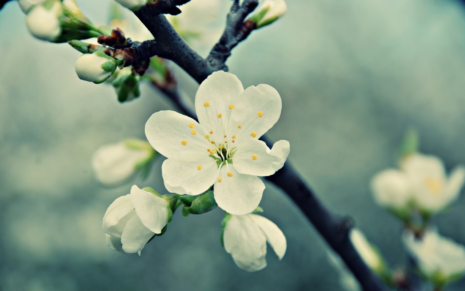 macro flower nature cherry branch flora tree growth apple leaf blooming garden bud outdoors floral petal season plum summer delicate