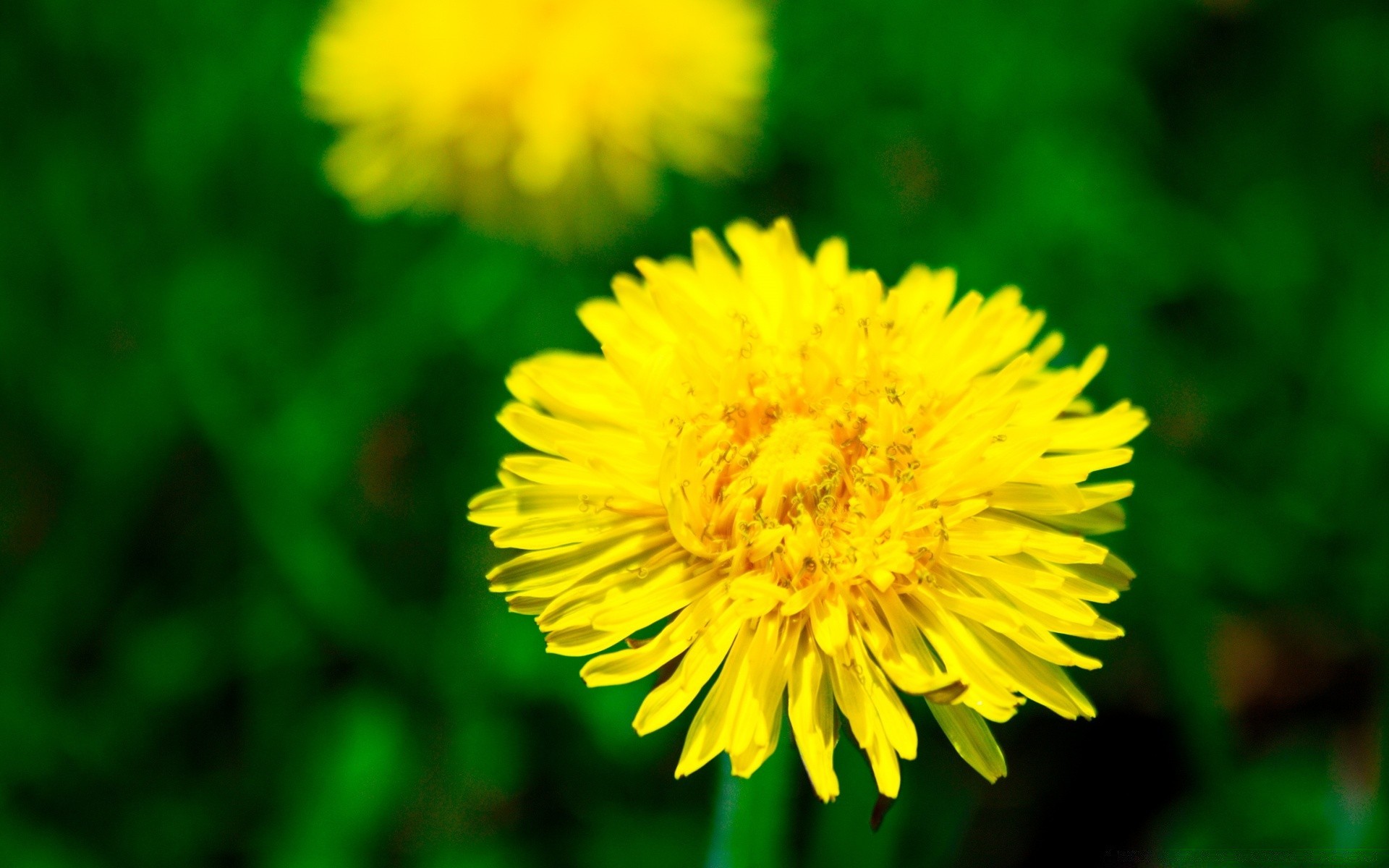 macro nature fleur été flore pissenlit feuille lumineux jardin herbe foin couleur floral à l extérieur bluming champ pétale croissance gros plan