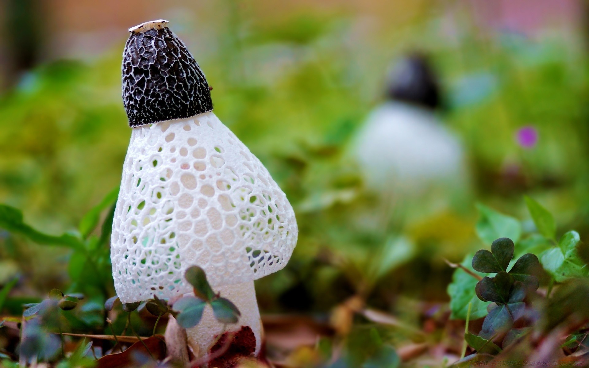 makroaufnahme natur blatt essen flora im freien saison blume farbe gras holz schließen