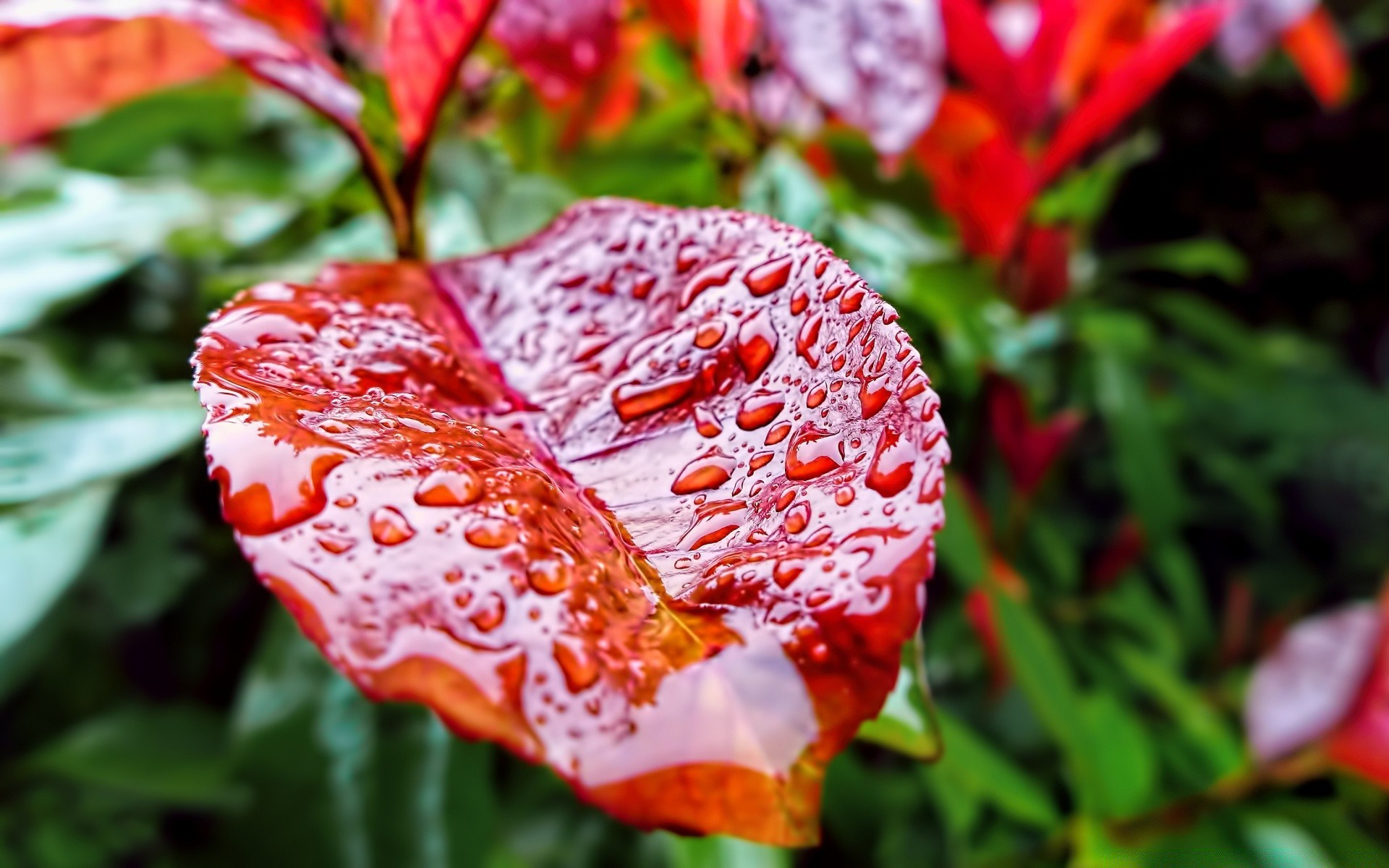 makro natura liść flora kwiat ogród lato kolor kwiatowy jasny odkryty zbliżenie tropikalne drzewo piękny wzrost sezon park bluming