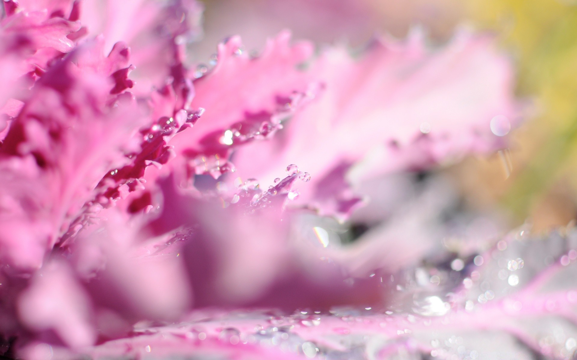 makro fotoğrafçılığı doğa çiçek yaprak flora açık havada parlak renk yaz çiy su bulanıklık dof bahçe yağmur kış