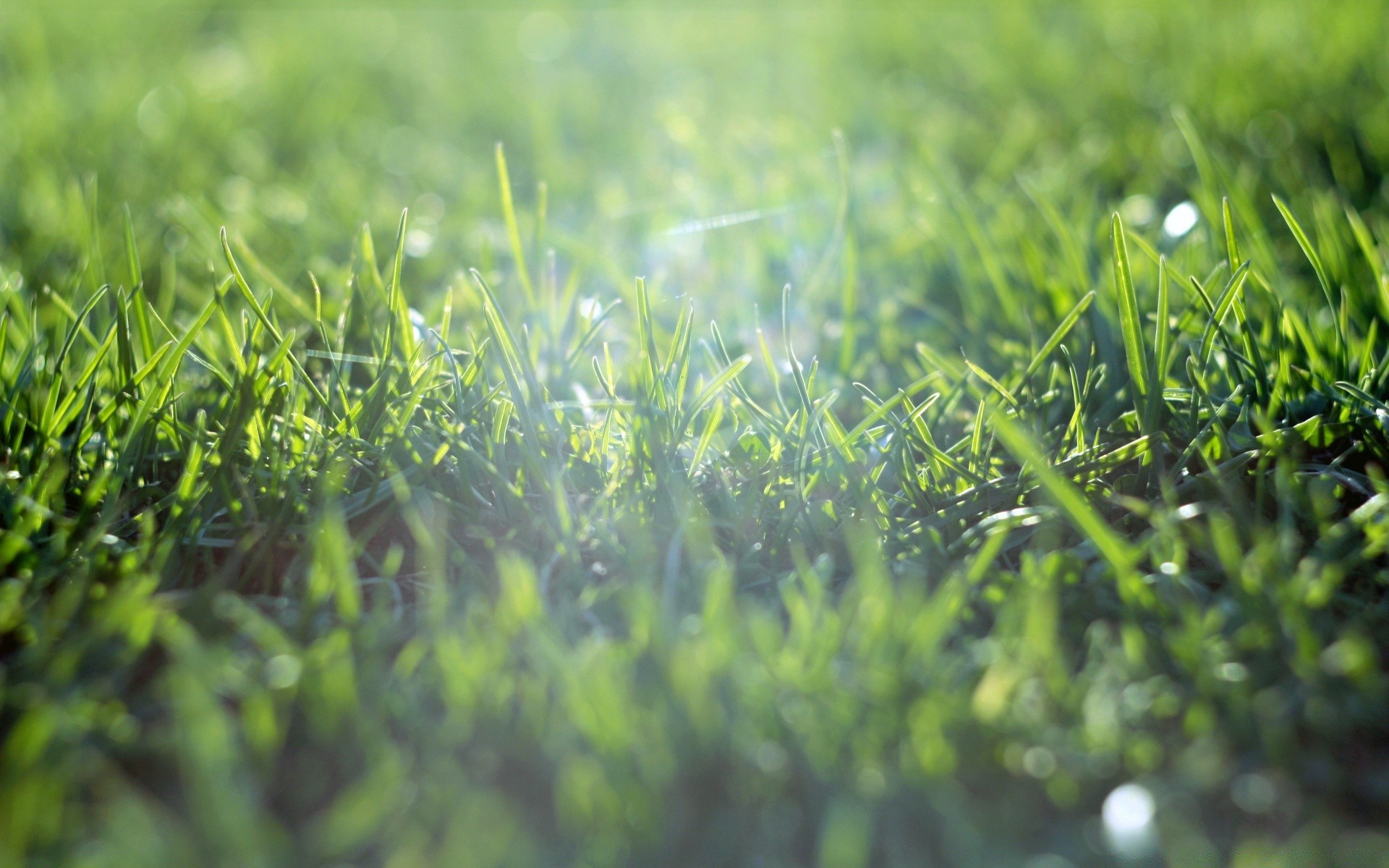 macro grass flora lawn leaf growth hayfield field garden summer nature sun environment freshness lush dawn blade dew fair weather season drop