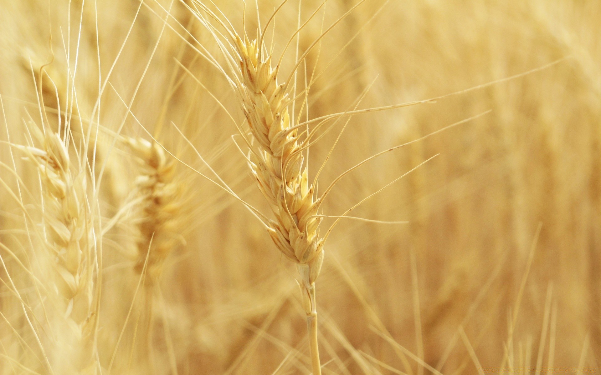 makro fotoğrafçılığı buğday tahıl saman ekmek çavdar mısır kırsal altın mera hasat alan tohum arpa çiftlik un doğa saman güneş