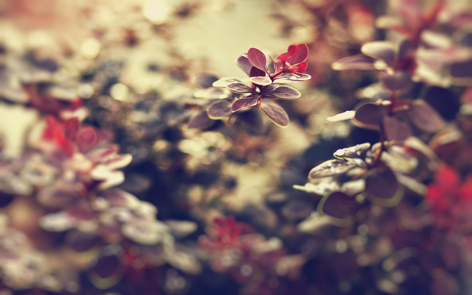 macro flower desktop nature close-up color flora beautiful garden floral abstract season texture summer decoration