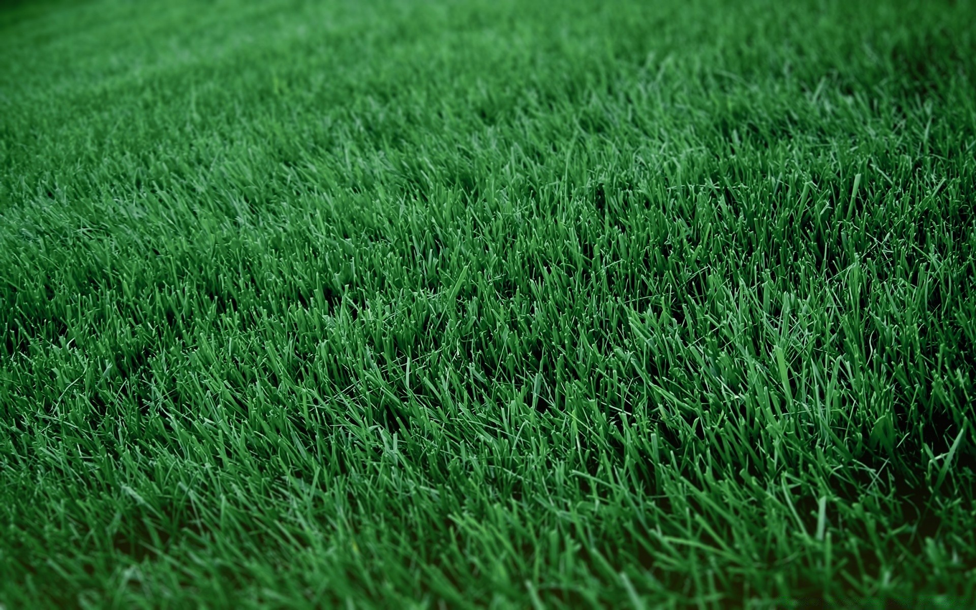 macro grass lawn turf yard hayfield field growth ground soil lush desktop flora garden grassy blade summer grassland leaf environment texture