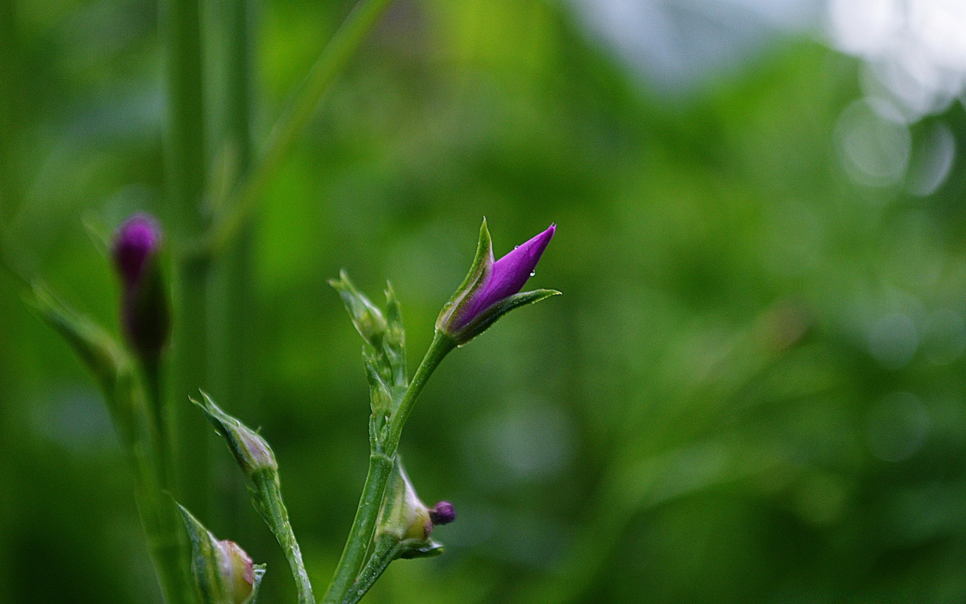 makro fotoğrafçılığı doğa flora yaprak çiçek bahçe yaz büyüme açık havada bulanıklık çimen güzel hava parlak renk