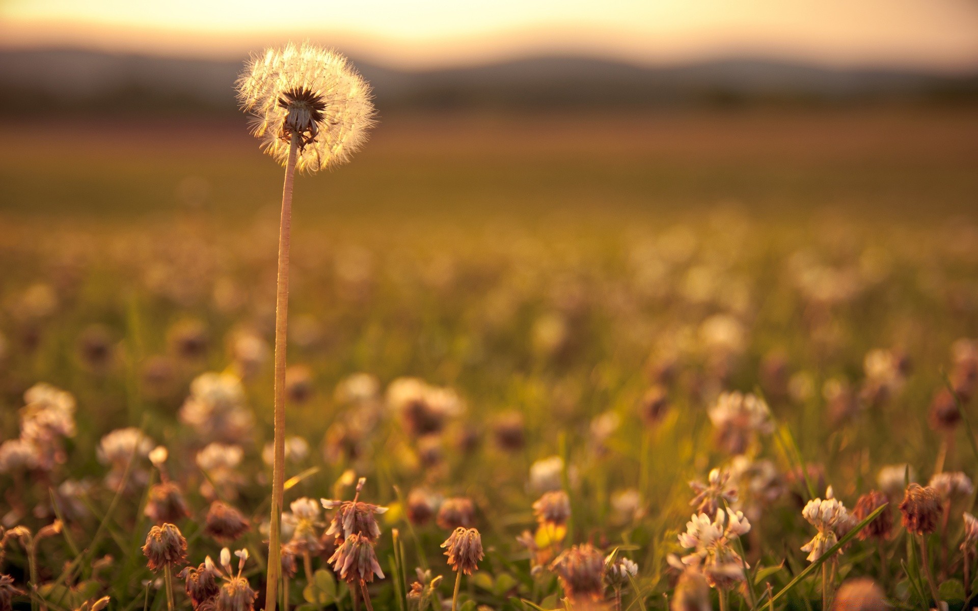 makro fotoğrafçılığı doğa çiçek çimen alan büyüme güzel hava koşulları flora açık havada güneş saman ağacı yaz kırsal mera şafak manzara tarım