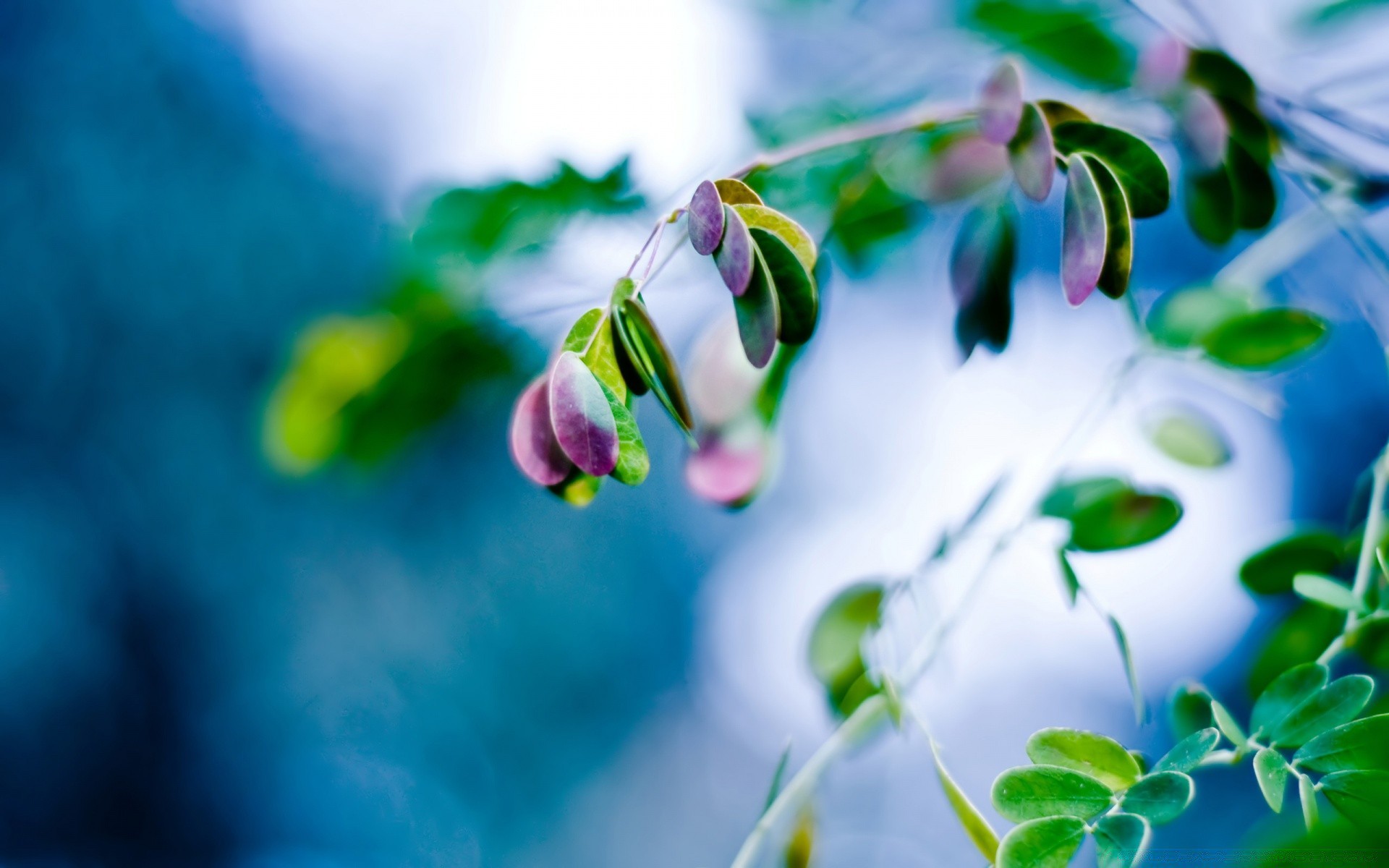 makroaufnahme blume natur flora blatt farbe garten desktop schön sommer baum blumen schließen unschärfe wachstum im freien