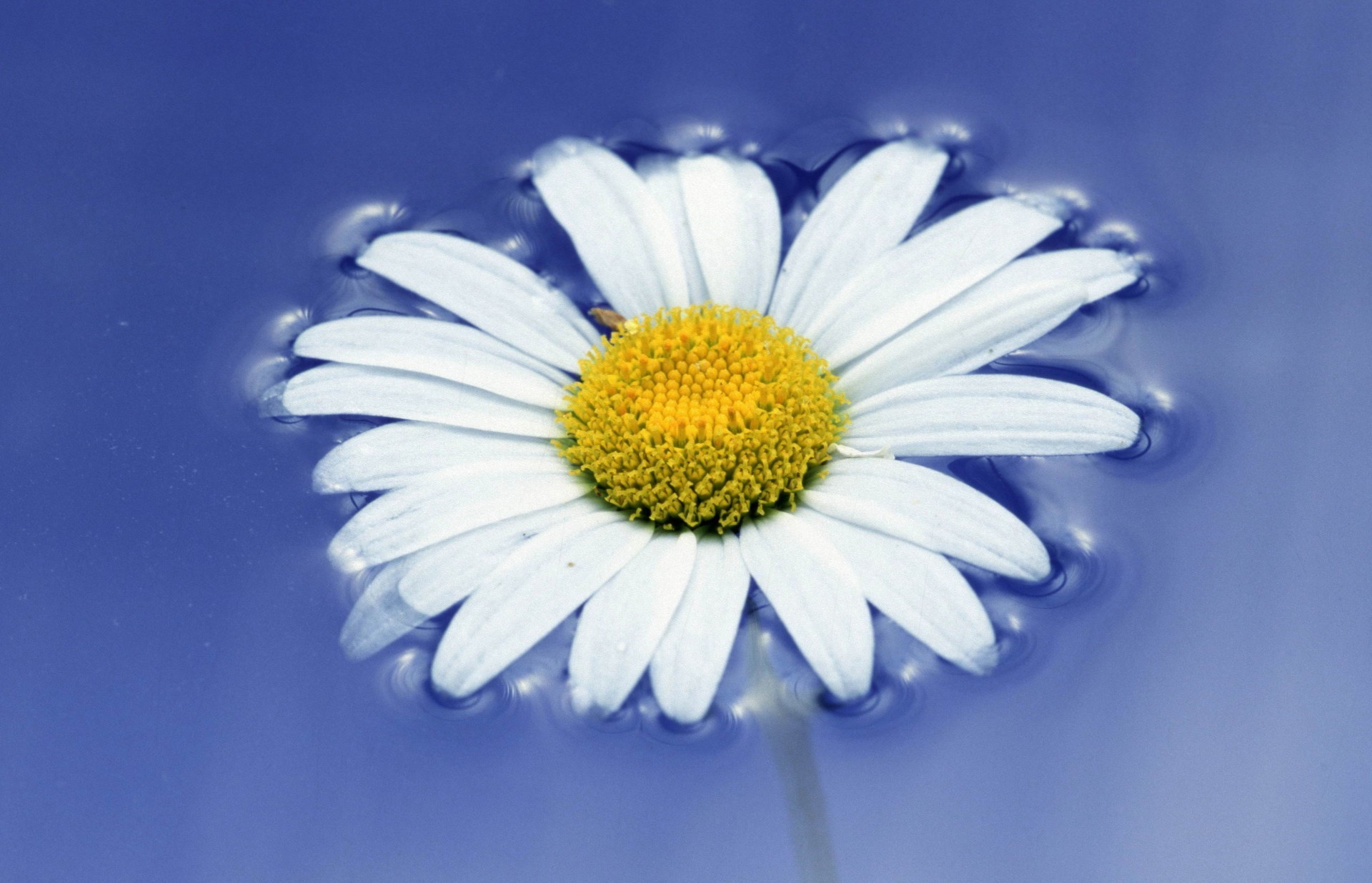 flowers in water nature flower summer flora bright freshness color chamomile season close-up desktop