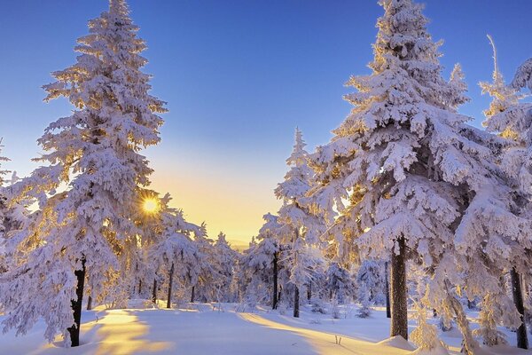 冬天的雪在寒冷的森林里躺在树枝上