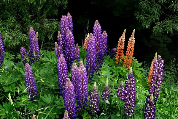 Couleur bleue et orange dans la forêt