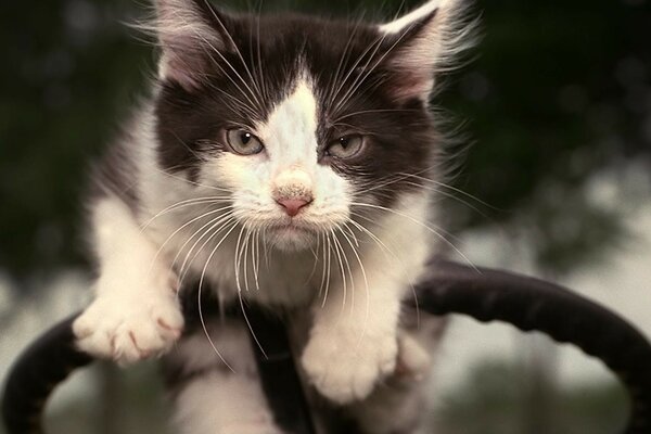 Portraits d animaux de chat mignon