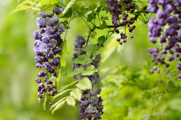 Beautiful purple flower