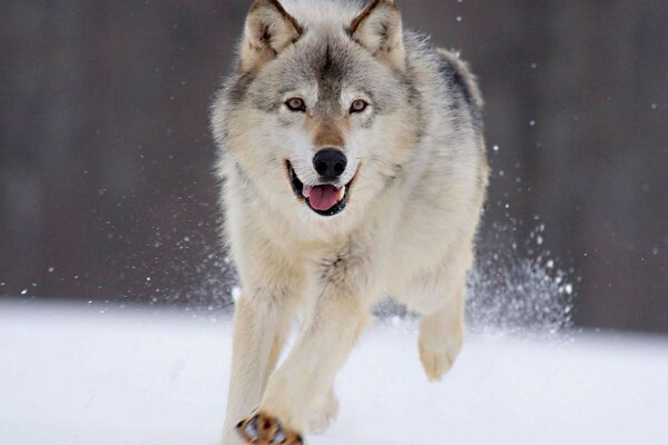 Lupo di neve grigio e bello