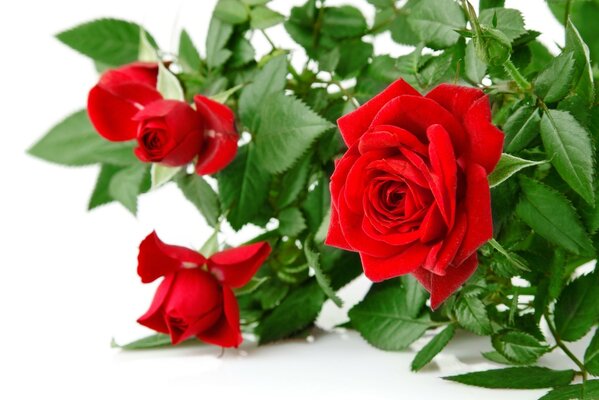 Szkarłatne róże symbolem miłości
