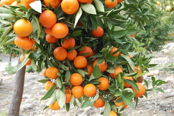 Orange tree lots of oranges