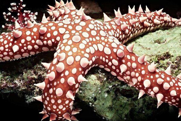 An unusual starfish on the ocean floor