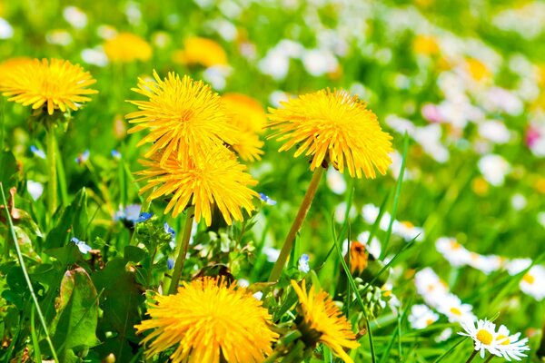 Summer field dandelions in summer