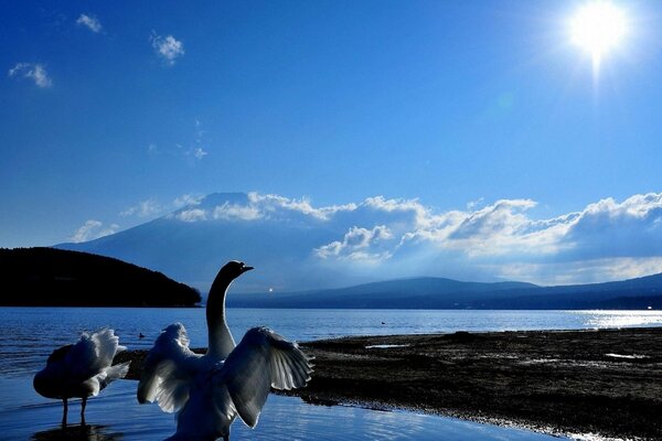 Vögel am See ziehen sich durch die Sonnenstrahlen