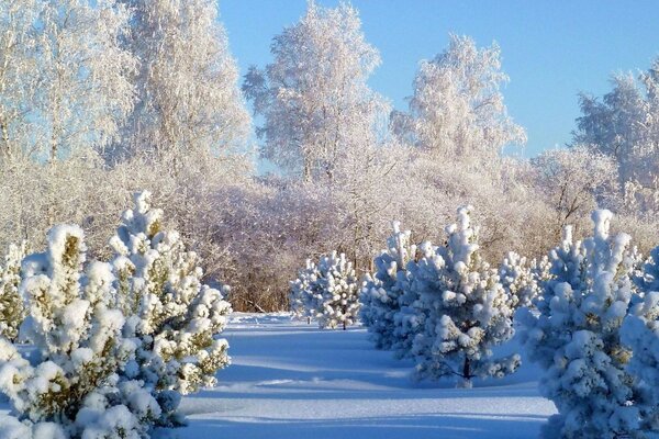 Es gab keinen Winter in Städten und Dörfern