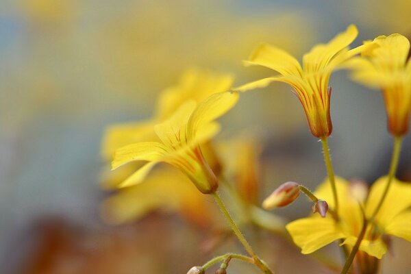 Sarı çiçekler. Yaz aylarında doğa