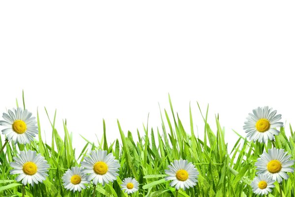 Delicate daisies in the green grass