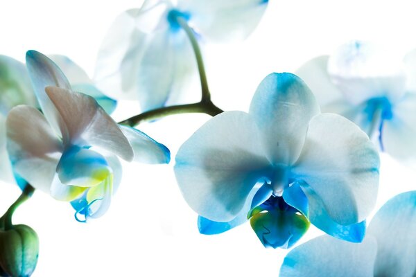 Flor de orquídea azul brillante