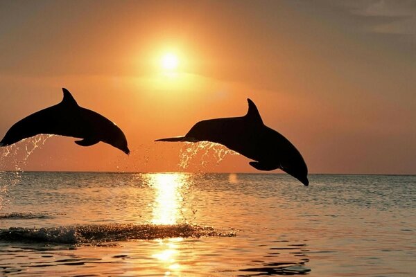 DOLPHINS ON THE BACKGROUND OF THE SEA AND THE SUN