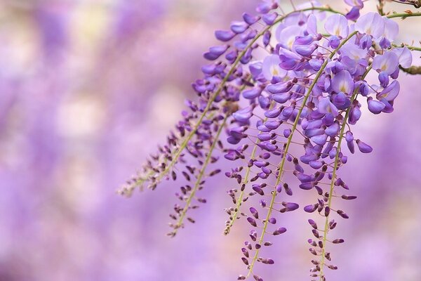 Flora. Purple flower. Nature