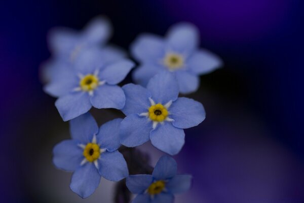 Petali blu su sfondo blu