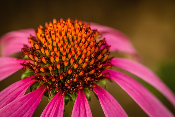 تصوير ماكرو لزهرة بتلات وردية