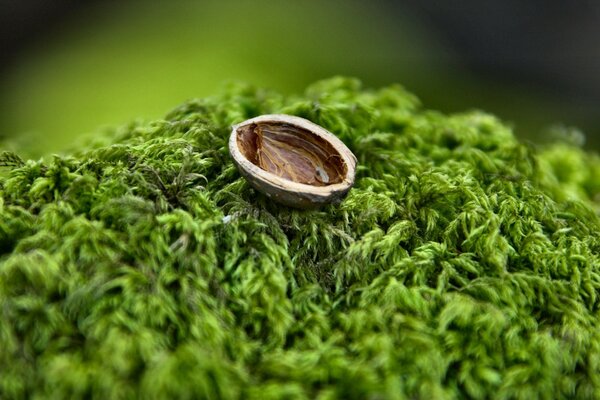 躺在绿色苔藓上的孤独坚果壳的微距摄影