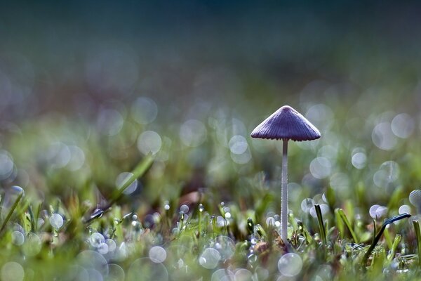 Purple toadstool in a clearing. Nature