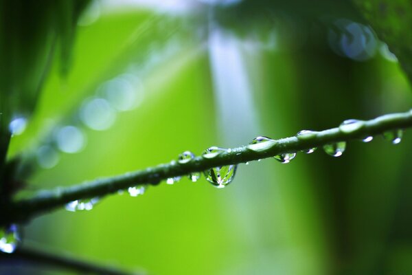 Gotas de orvalho EM folhas verdes