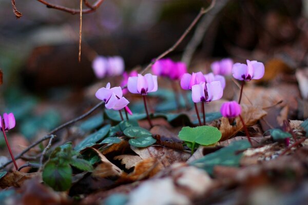 Fioletowe kwiaty w naturze. Flora