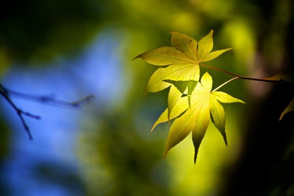 Feuilles jaunes au soleil