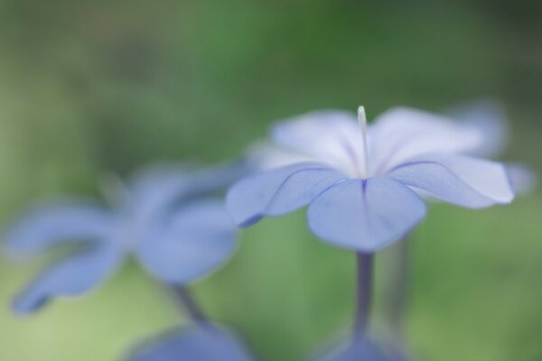 Hermosas flores con efecto borroso