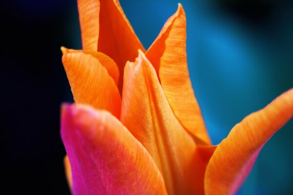 The budding tulip in macro photography