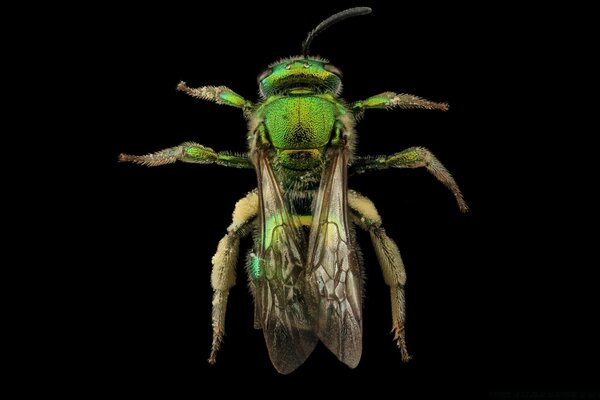 An incomprehensible green insect with wings