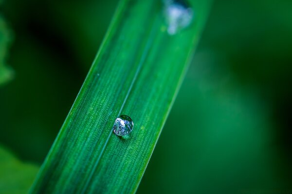 Macro photography of a green blade of grass decorated with dew drops
