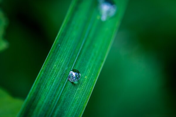 Fotografía macro de una hoja de hierba verde adornada con gotas de rocío